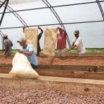 Sèchage fèves de cacao