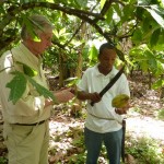 Plantation de cacao