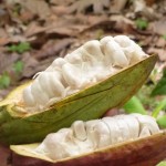 Cabosse fraîche ouverte