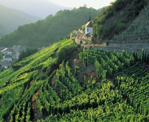 Alsace vignoble
