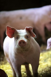 Cochon de la Ferme Léonard - photo de Benoît Deprez