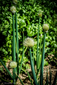 Potager13-Chalet de la Forêt-©Morgane Ball