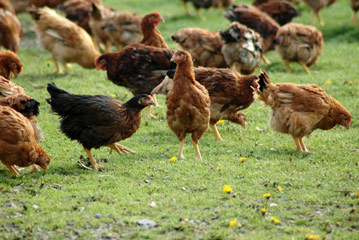 Coq des près-2-poulet-bio