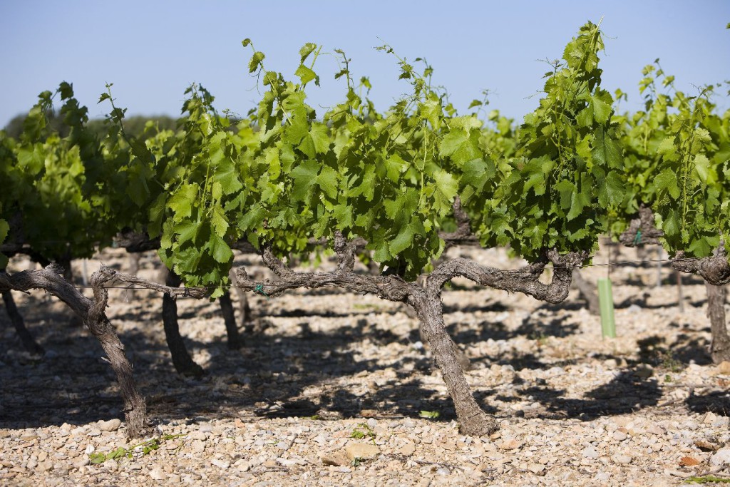 Côtes du Rhône1