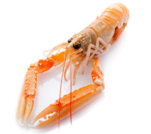 langoustine-300x267