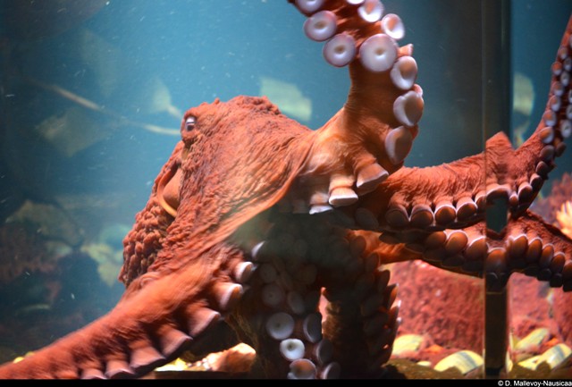 Poulpe géant du Pacifique (Enteroctopus dofleini)