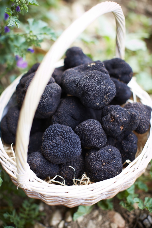 Panier de truffes-CLB3.0718_1400x2100_300_RGB-2 (533x800)