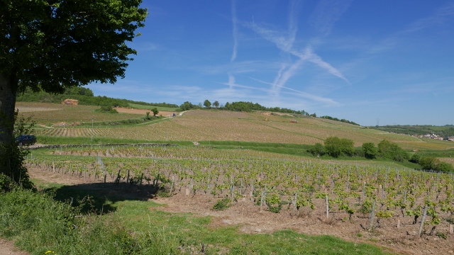 Vignoble Bourgogne