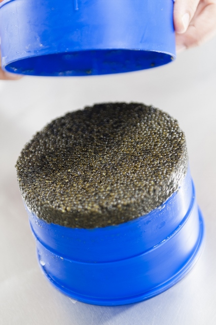 04 CL0_7298 Boîte caviar (426x640)